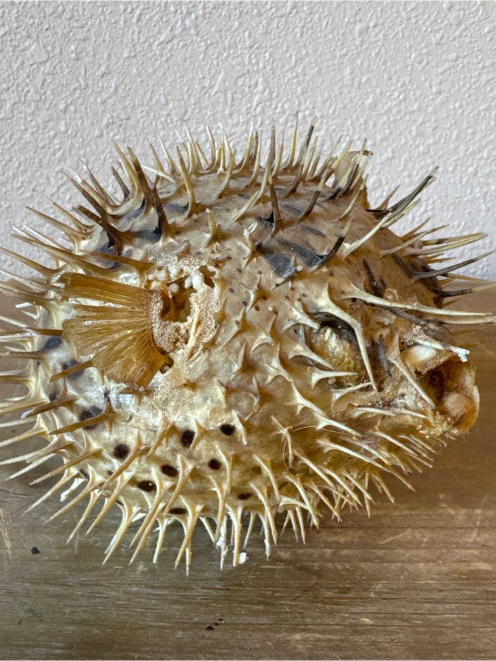 Vintage Taxidermy Porcupine Puffer Blow Fish H-4” L-8” W-6”